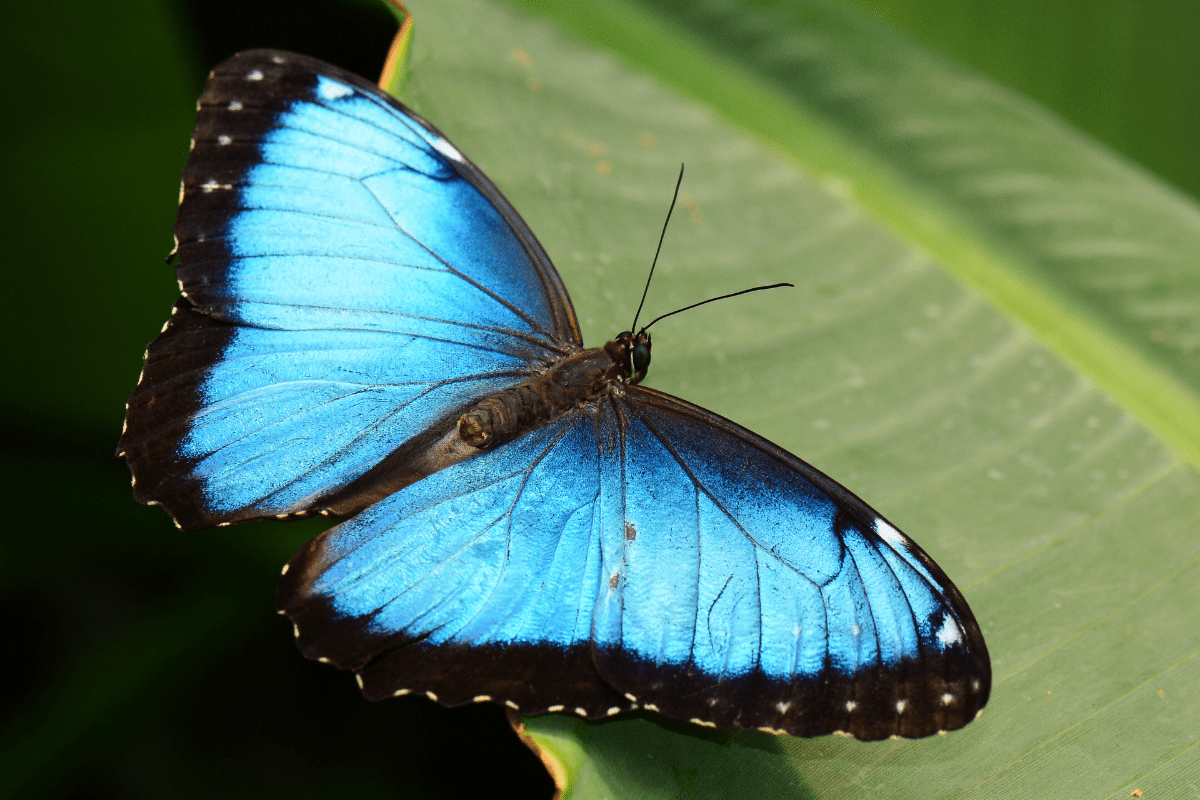 The Butterfly House